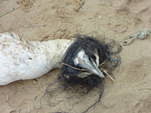 ce Bou de Bassan est sans doute mort en se prenant le bec dans un filet dérivant...