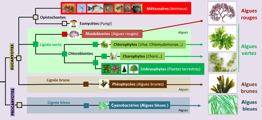 Les Différentes Algues Marines : Teneur en Iode et Composants - Phytonut