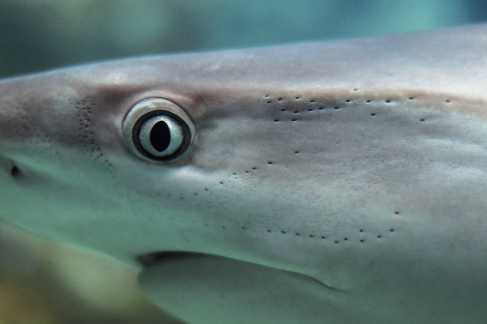 Le combat entre un requin-marteau et une raie est-il vraiment inégal ?